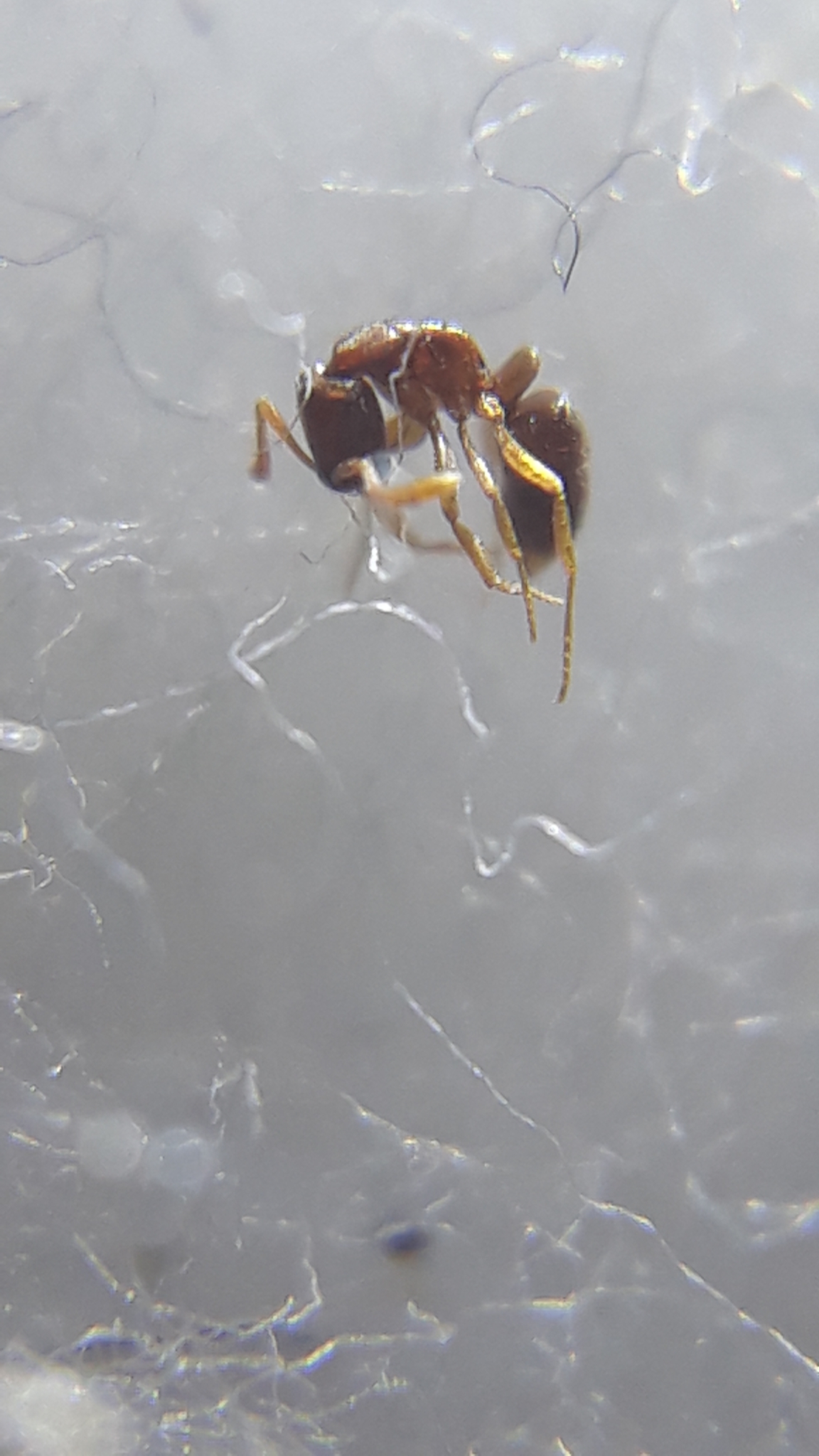 Hypoponera wroughtonii