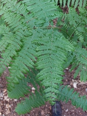 Pteridium aquilinum