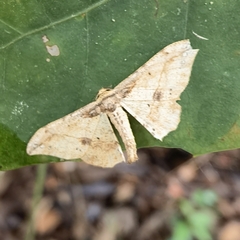 Hyposidra infixaria