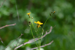 Crepis lyrata