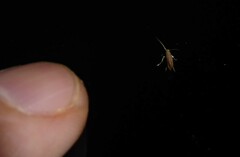 Phyllonorycter messaniella