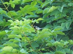 Parus major
