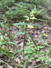 Melampyrum pratense