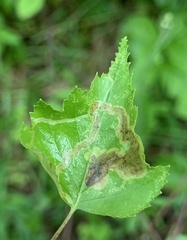 Agromyza alnibetulae