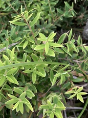 Styphelia leptospermoides