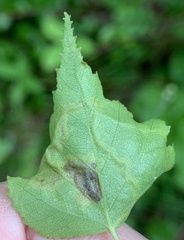 Agromyza alnibetulae