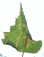 Agromyza alnibetulae