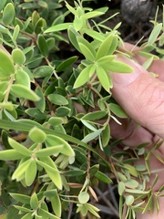 Styphelia leptospermoides