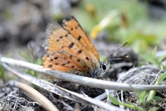 Lycaena cupreus