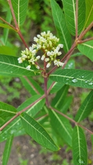 Apocynum cannabinum