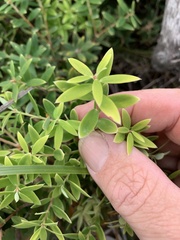 Styphelia leptospermoides