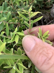 Styphelia leptospermoides