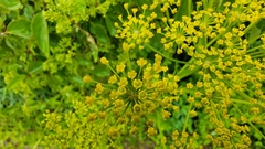 Pastinaca sativa