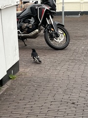Corvus corone