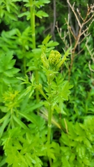 Pastinaca sativa