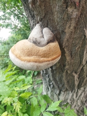 Fomitiporia robusta