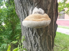 Fomitiporia robusta