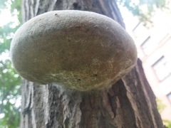 Fomitiporia robusta