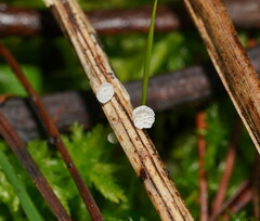 Panellus minimus