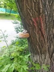 Fomitiporia robusta