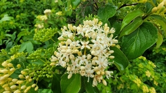 Cornus drummondii
