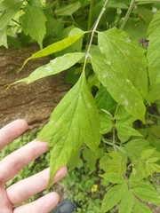 Acer negundo