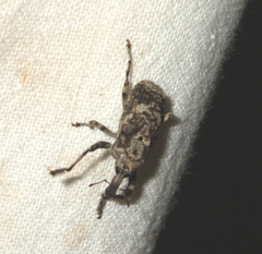 Gasterocercus depressirostris