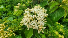 Cornus drummondii