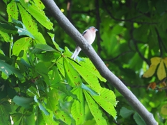 Fringilla coelebs