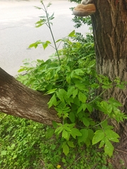 Acer negundo