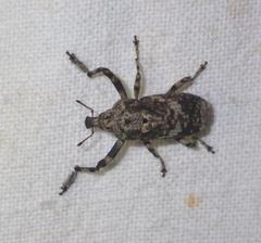 Gasterocercus depressirostris