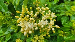Cornus drummondii