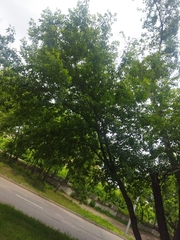 Acer negundo