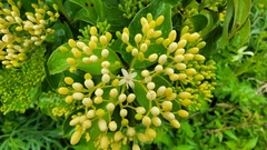 Cornus drummondii