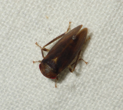 Iassus lanio