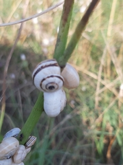 Xerolenta obvia