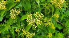Cornus drummondii
