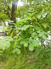 Caragana arborescens