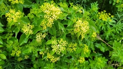 Cornus drummondii