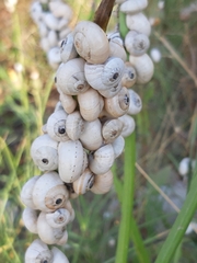 Xerolenta obvia