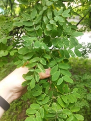Caragana arborescens