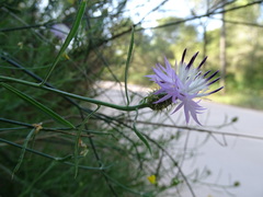 Centaurea aspera