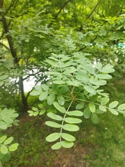 Caragana arborescens