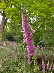 Digitalis purpurea