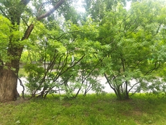 Caragana arborescens