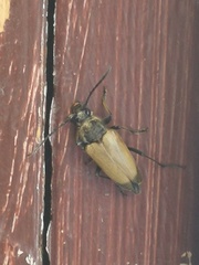 Trigonarthris