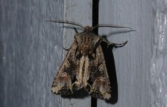 Ichneutica insignis
