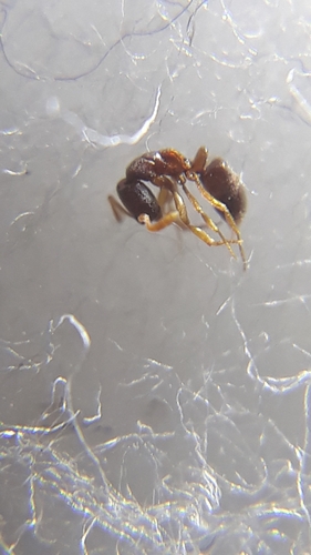 Hypoponera wroughtoniiHypoponera wroughtonii