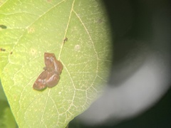 Paches loxus gloriosus