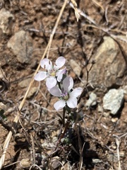 Hesperolinon congestum